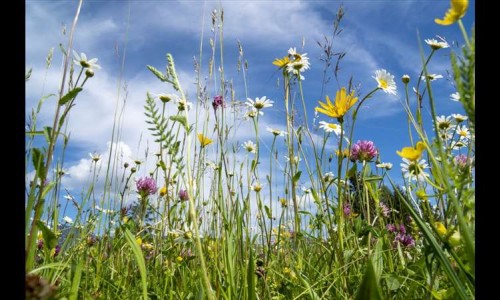 Májové pobožnosti