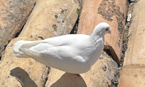 Seminář duchovní obnovy "dle Sieverse"