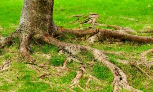 Lev XIV.: Naše židovské kořeny jsou pramenem pokoje a naděje